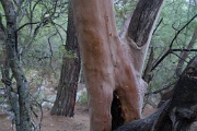  puis de curieux arbres avec une écorce rouge 